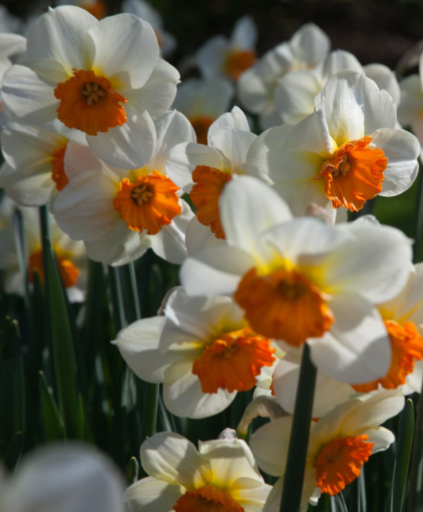 Small Cupped Narcissi