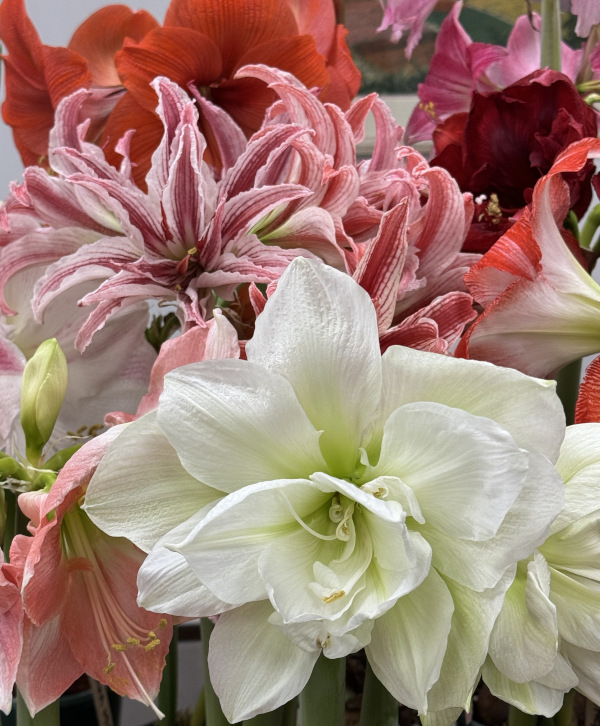 Amaryllis