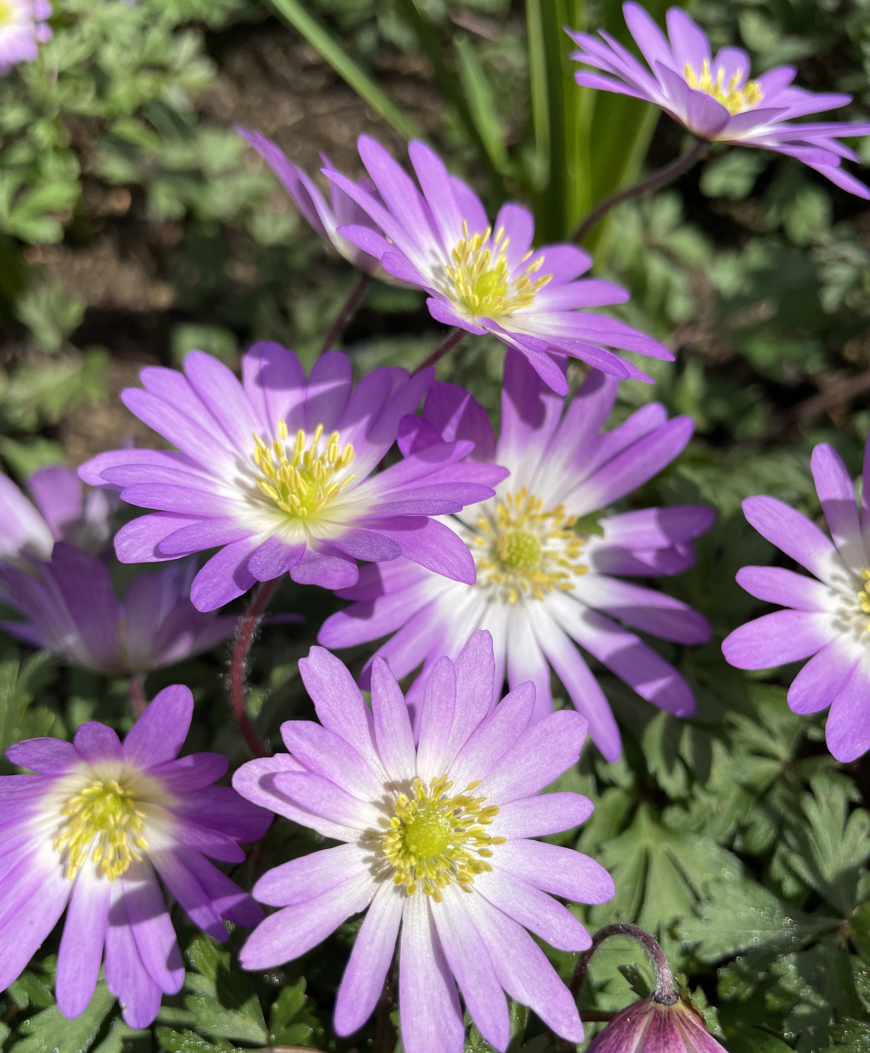 Anemone blanda