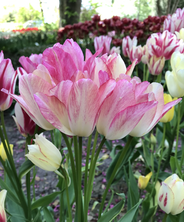 Multi-Flowering Tulips