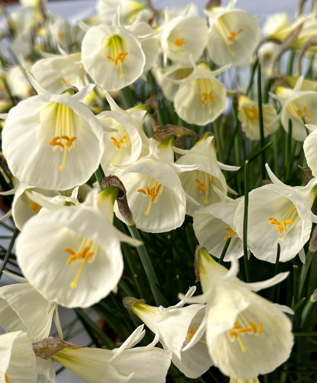 Bulbocodium Narcissi