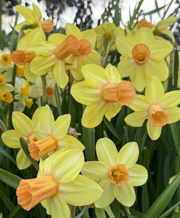 Cyclamineus Narcissi