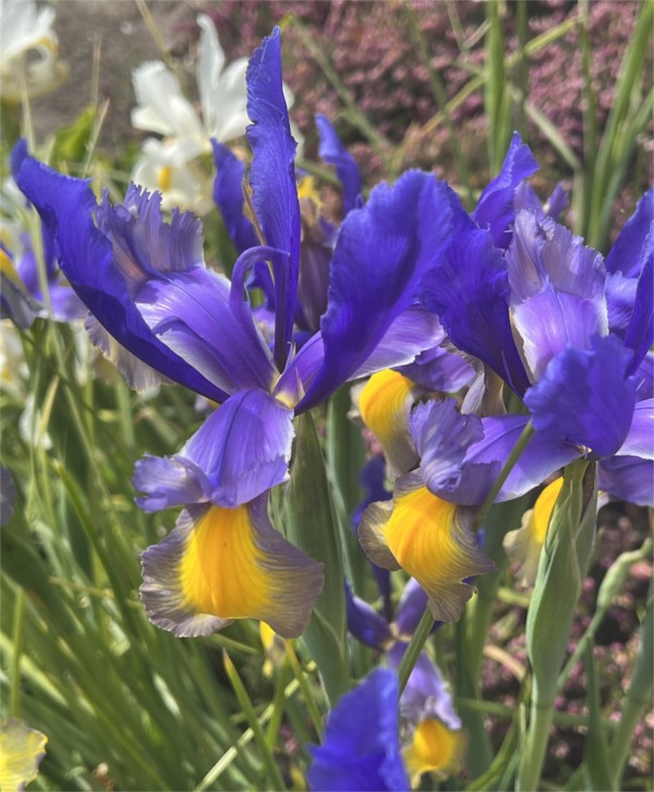 Dutch Iris