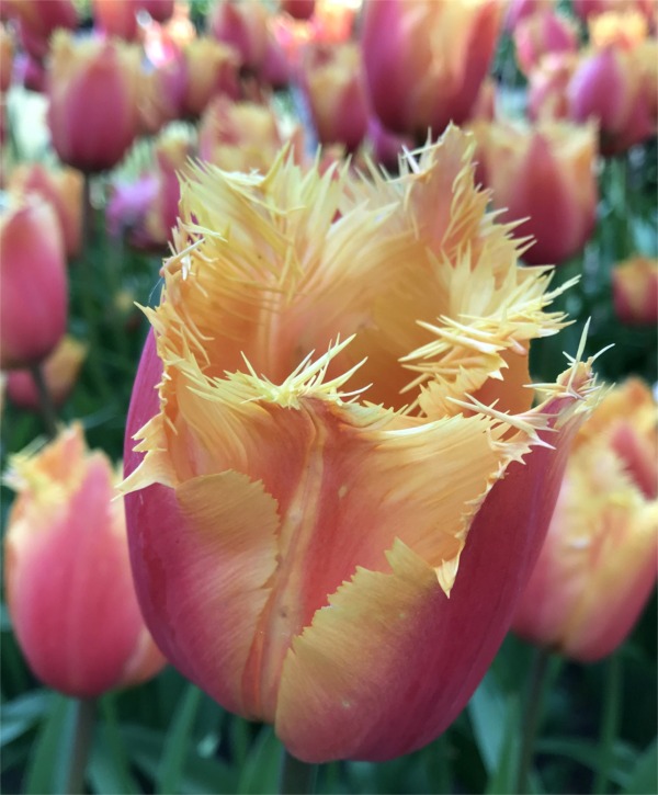 Fringed Tulips
