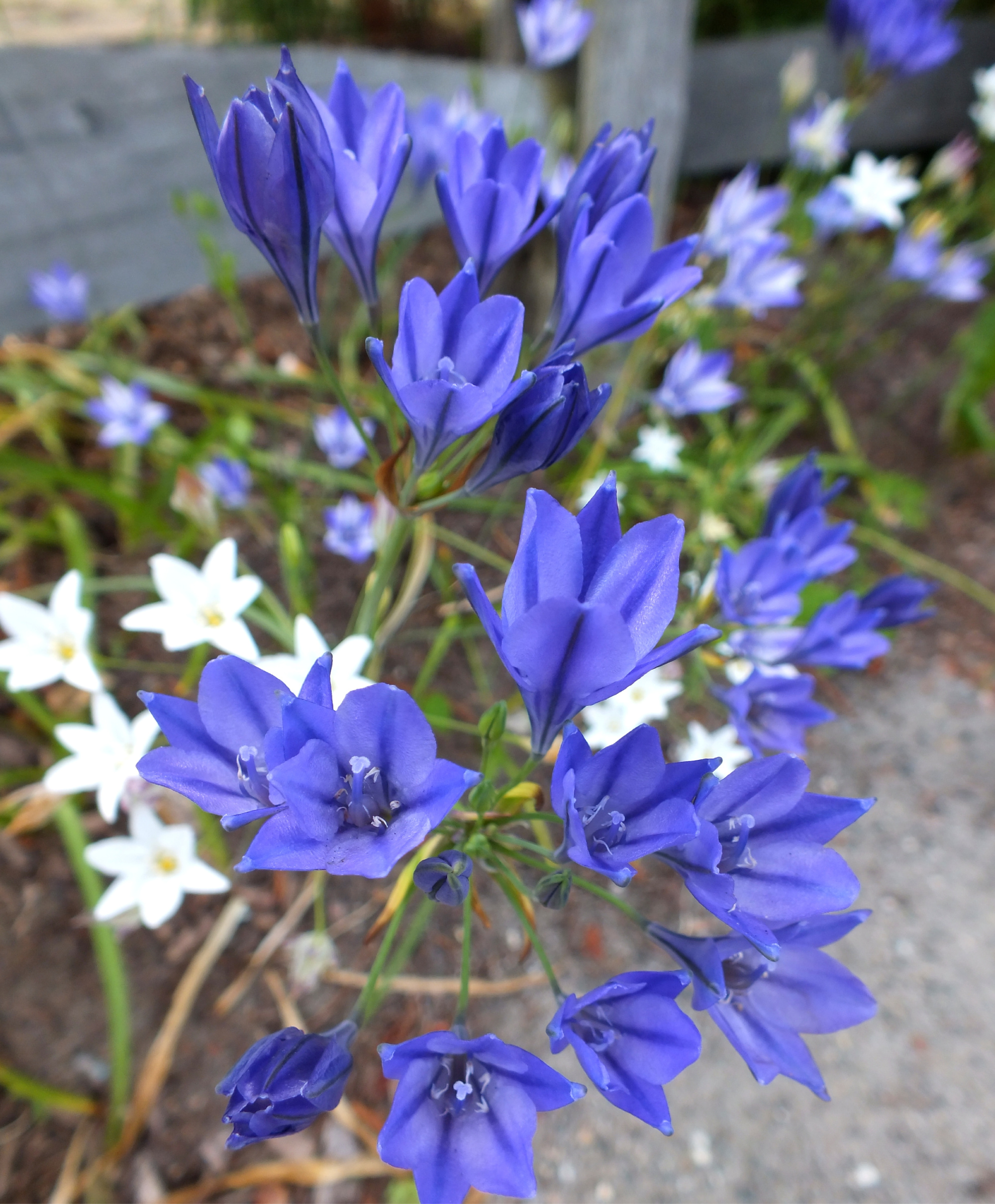 Brodiaea
