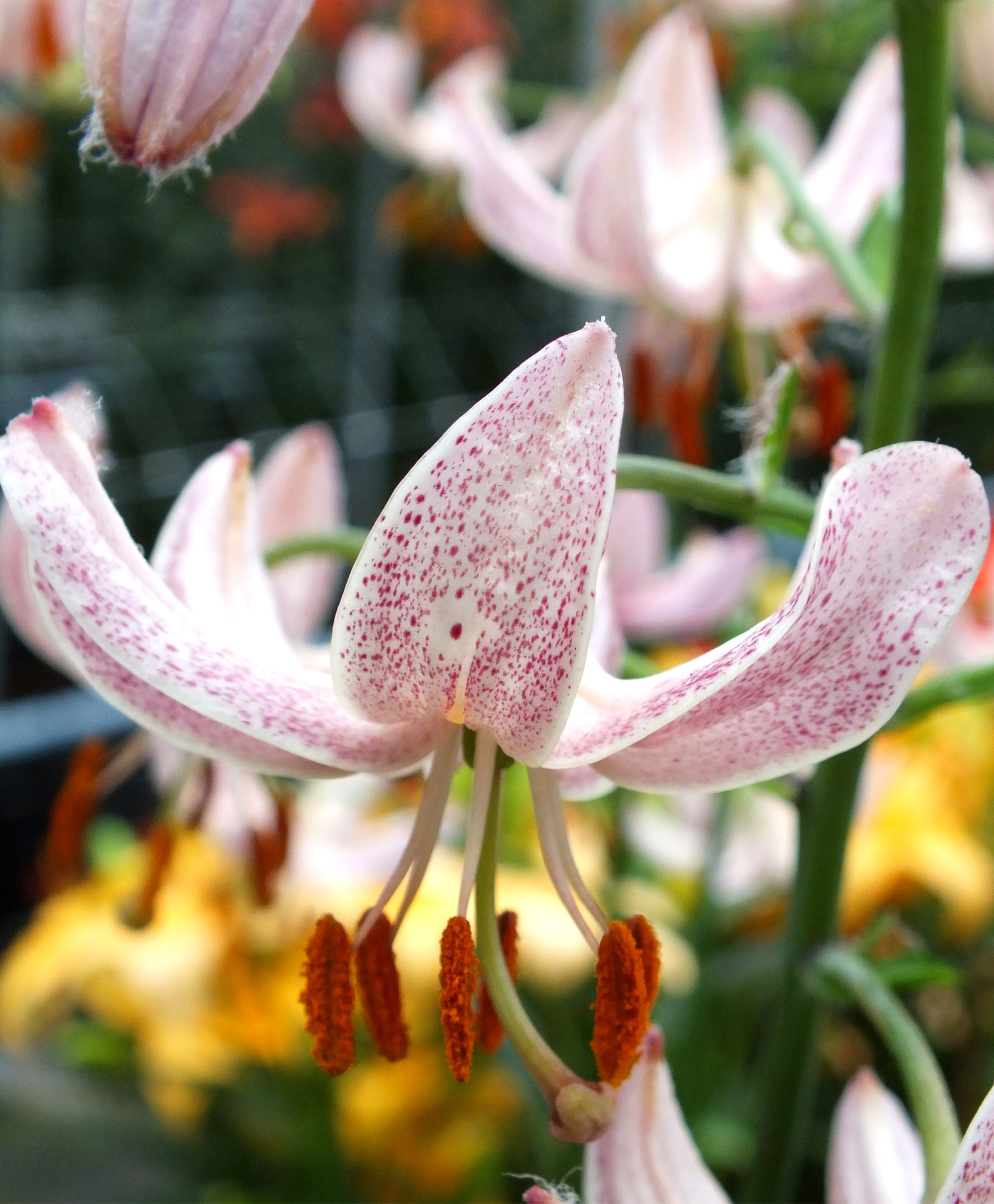 Heirloom Species Lilies