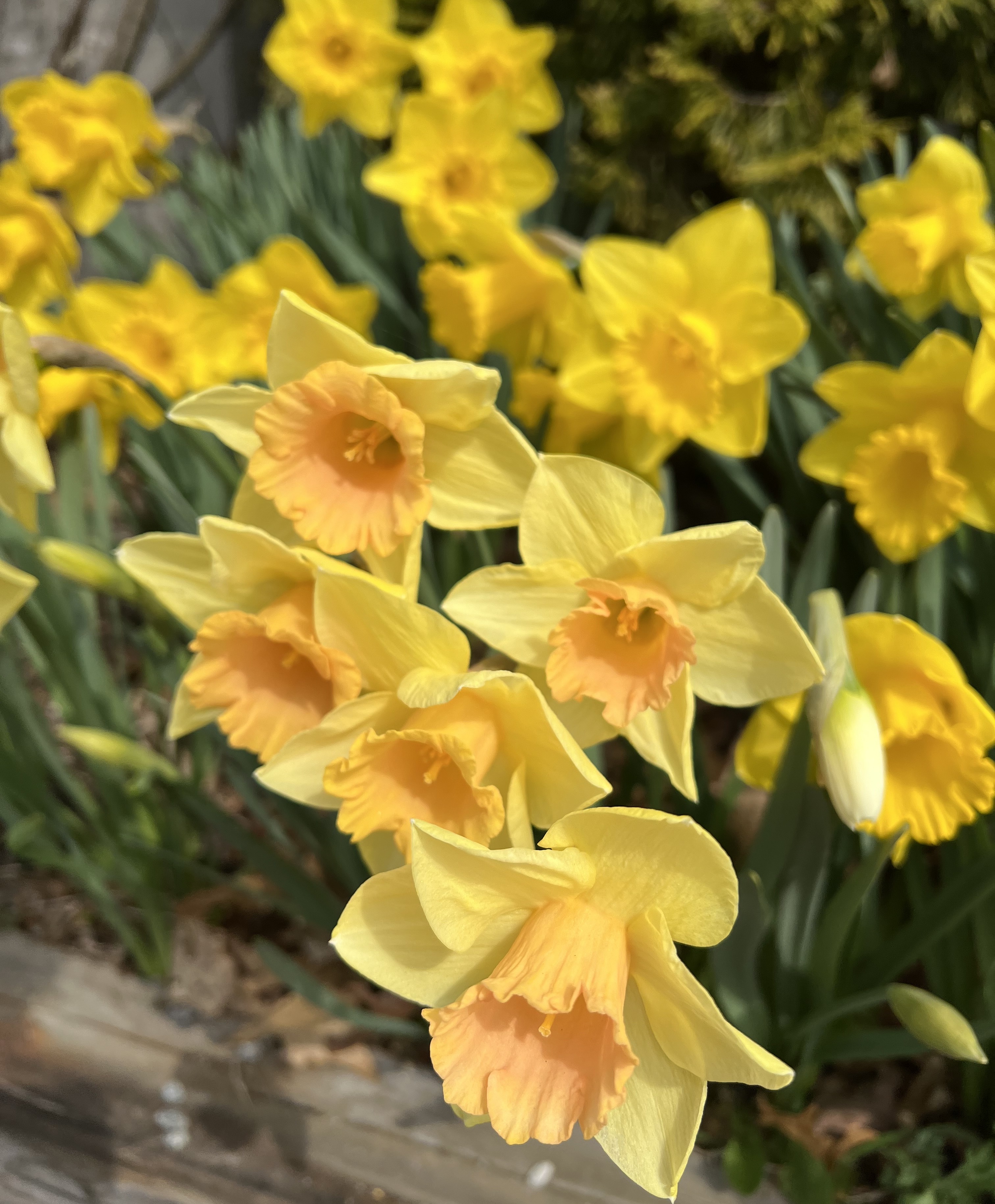 Narcissi