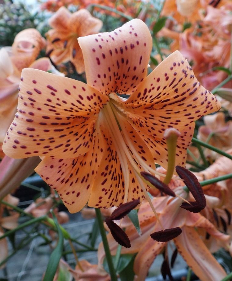 Asiatic Hybrid and Tigrinum Lilies