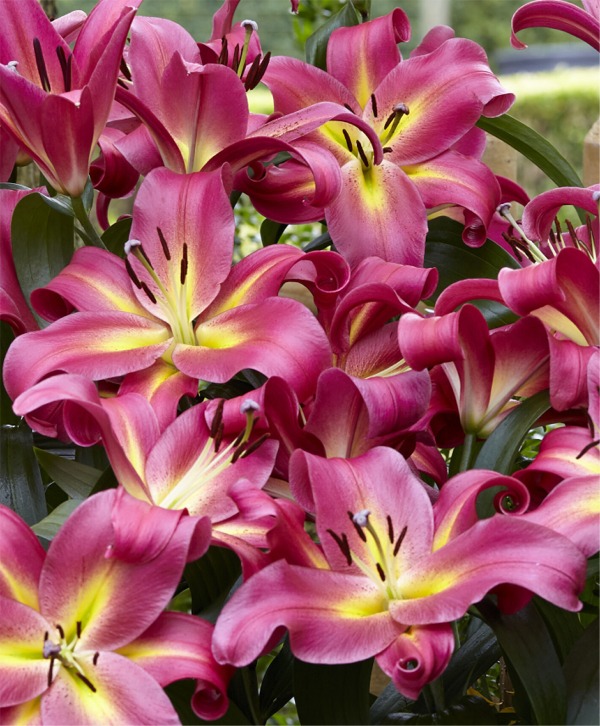 Lilies
