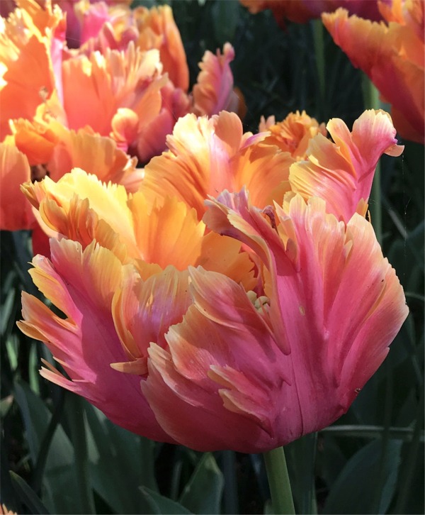 Parrot Tulips