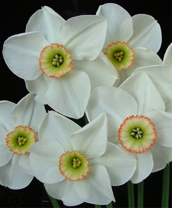 Small Cupped Narcissi
