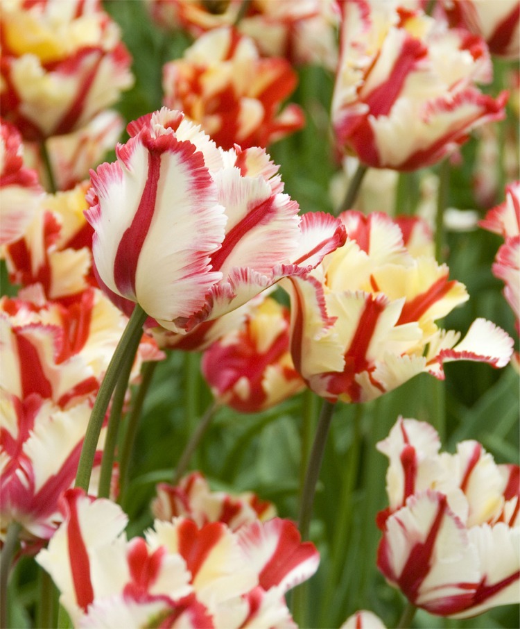 Tulips - Flower Bulb Index