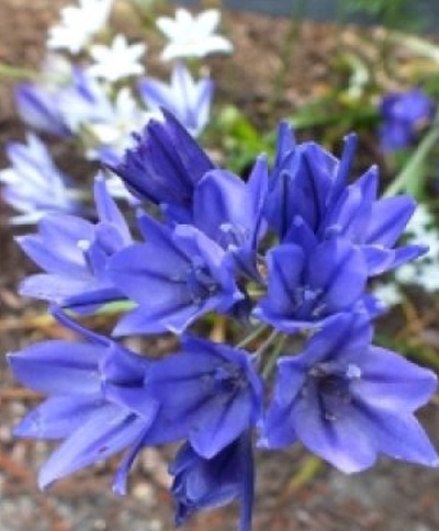 Triteleia 