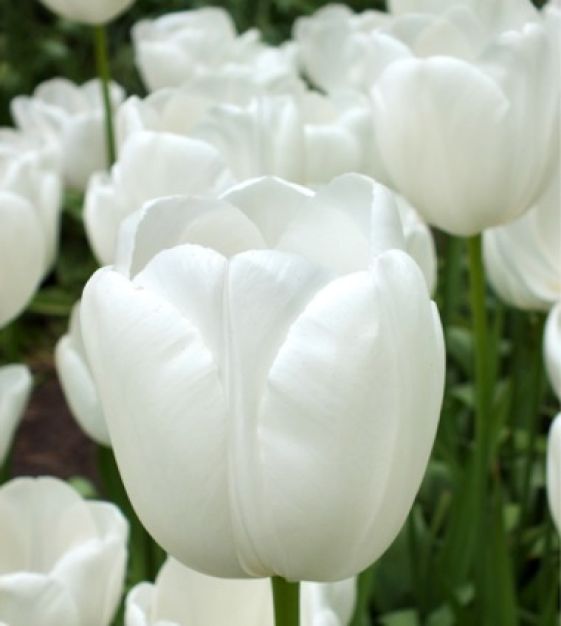 Maureen Tulip Bulbs Size 11/12 Single Late Tulipa Spring Flowers White 50