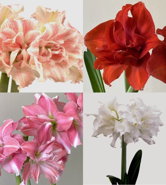 The Christmas Flowering Double Amaryllis Mixture John Scheepers