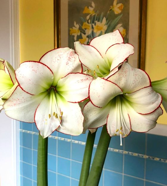 Details 86 imagen amarilis picasso Abzlocal.mx