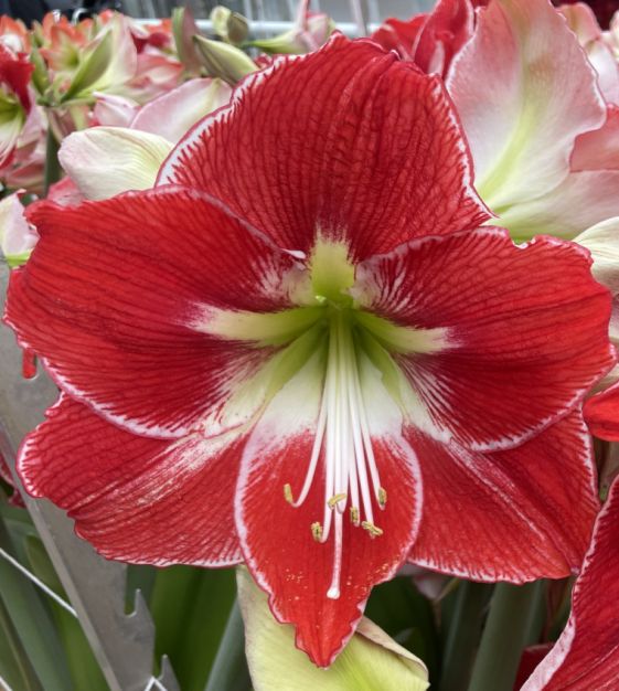Amaryllis Silver Dream John Scheepers Beauty from Bulbs