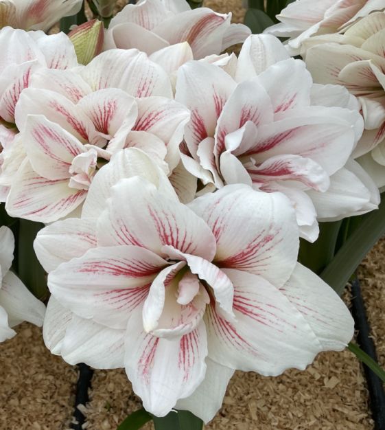 Double Dutch Amaryllis Aquaro John Scheepers Beauty from Bulbs
