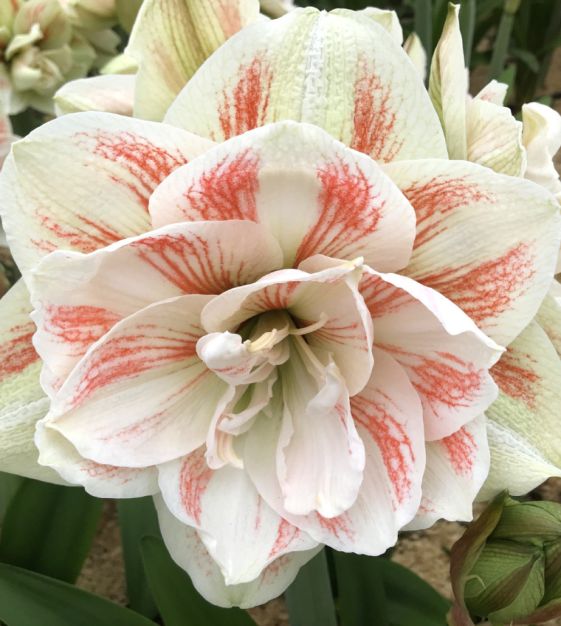 Amaryllis Nymph John Scheepers Beauty From Bulbs