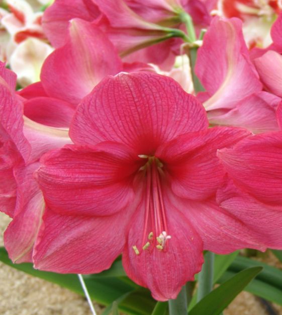Dutch Single Amaryllis Pink Surprise John Scheepers Beauty from Bulbs