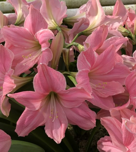 Amaryllis Sweet Star John Scheepers Beauty From Bulbs