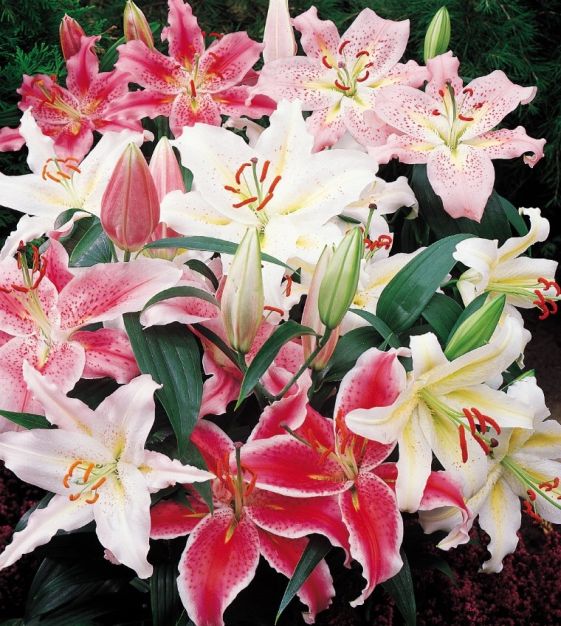 14-16 cm Circumference Burpee Fragrant Oriental Lily Mix 10 Flowering Bulbs 