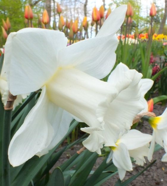 Daffodil Oil (Narcissus poeticus) – Shoprythm