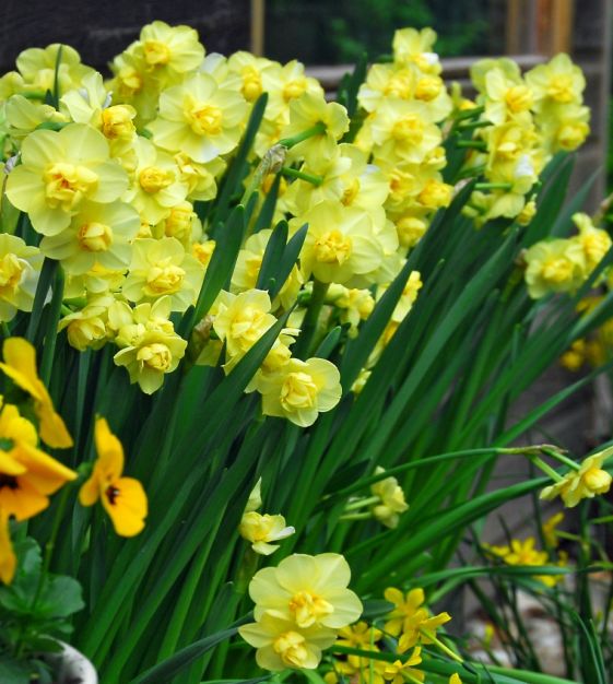 Narcissus Yellow Cheerfulness John Scheepers Beauty From Bulbs