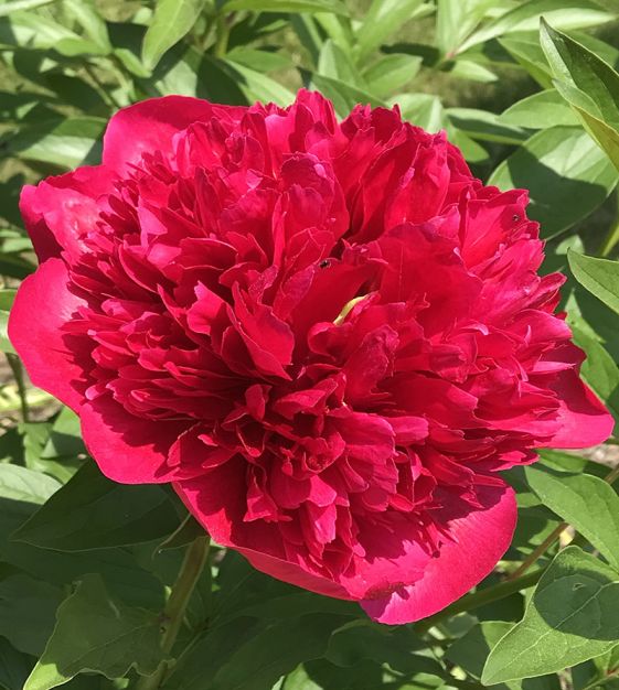 missil Ruddy kapitalisme Peony Red Charm | John Scheepers Beauty from Bulbs