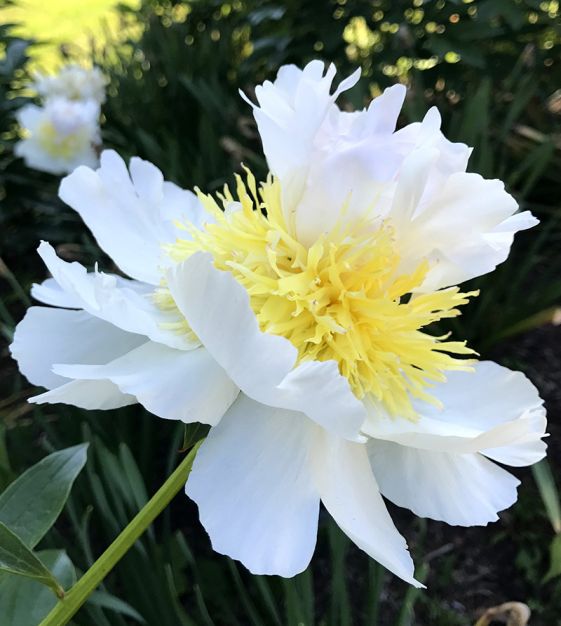 Peony Top Brass John Scheepers Beauty From Bulbs