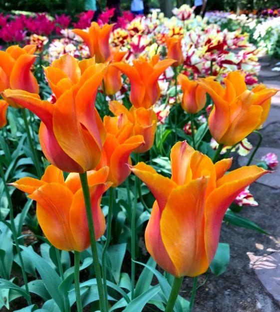 Marigolds & Tulips
