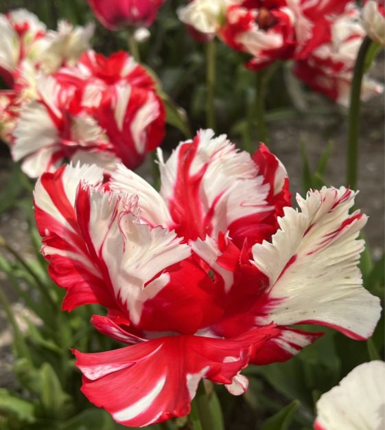 Tulip Estella Rijnveld