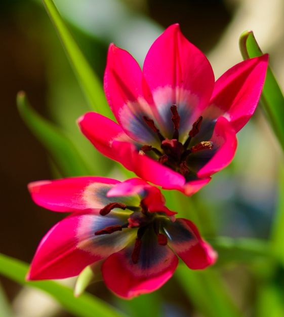 Humphreys Garden Little Beauty Tulip Tulipe x 30 Bulbes Size 5/6 