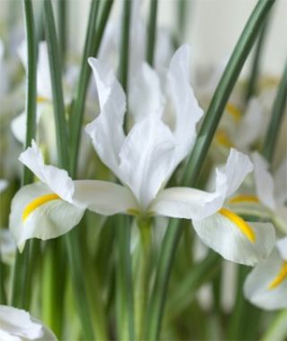 Search results for: 'irish reticulata white caucasus