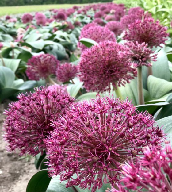 Allium karataviense Red Giant | John Scheepers Beauty from Bulbs