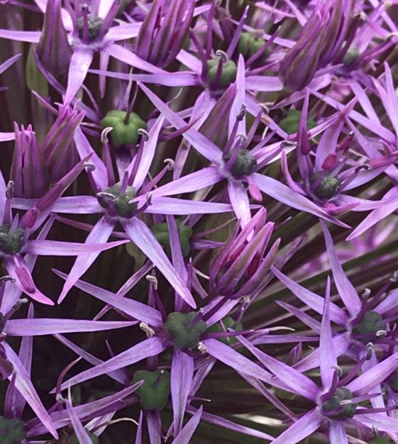 Allium Atlas | John Scheepers Beauty from Bulbs