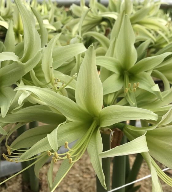 Caspari Papierservietten Amaryllis Im Topf – Goldfarben, 20 Stück, Dreilagig, FSC-zertifiziert
