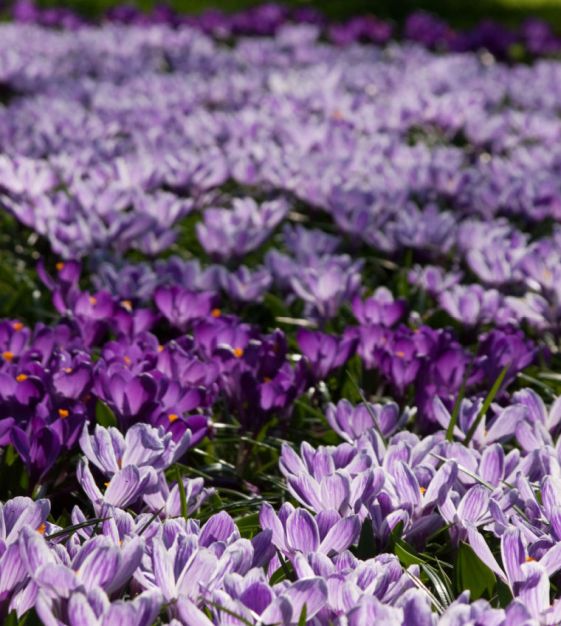 Crocus vernus Flower Record