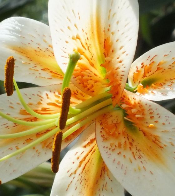 Lily henryi Lady Alice | John Scheepers Beauty from Bulbs