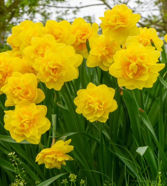 narcissusページ ZIVA' Paperwhite Narcissus (Narcissus x tazetta 'ZIVA