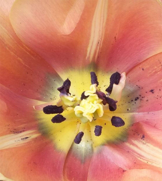 Tulip Apricot Foxx | John Scheepers Beauty from Bulbs