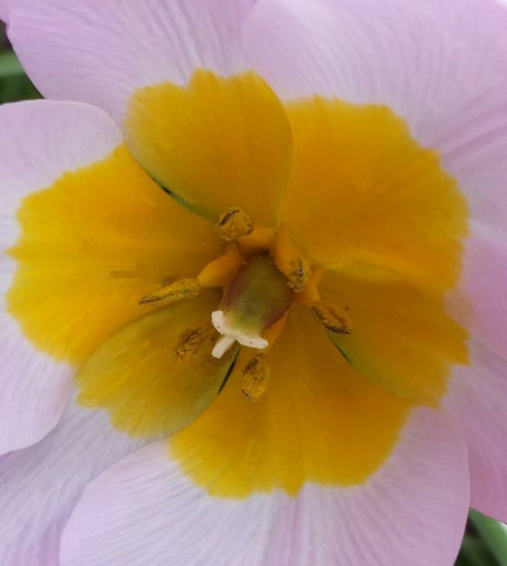 Tulipa bakeri Lilac Wonder | John Scheepers Beauty from Bulbs