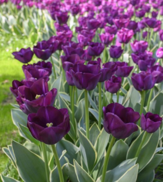 Tulip Caravelle Design | John Scheepers Beauty from Bulbs