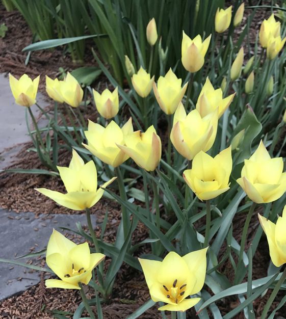 Tulipa clusiana Honky Tonk | John Scheepers Beauty from Bulbs