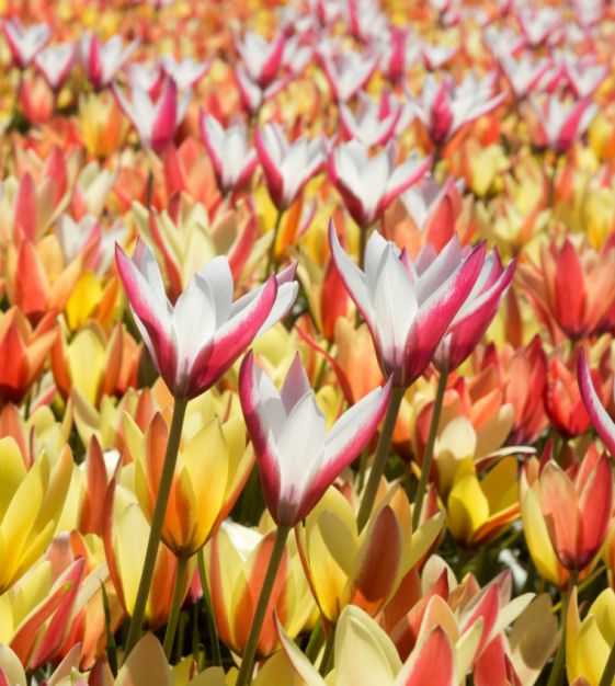 The Tulipa clusiana Mixture | John Scheepers Beauty from Bulbs
