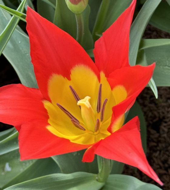 Tulip Flames Mystery | John Scheepers Beauty from Bulbs