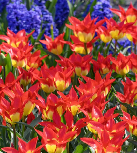 Tulip Flames Mystery | John Scheepers Beauty from Bulbs
