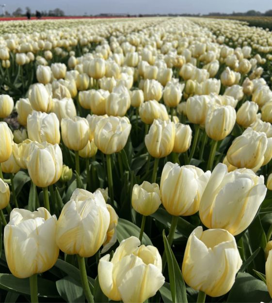 Tulip Lemon Chiffon | John Scheepers Beauty from Bulbs