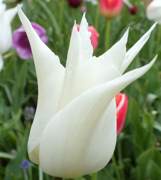 TULIPページ The Lily Flowering Tulip Mixture