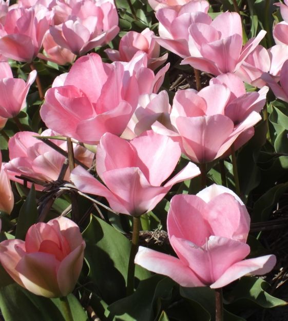 Tulip Sweet Sixteen | John Scheepers Beauty from Bulbs